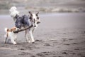 Two dogs playing with a stick on the beach Royalty Free Stock Photo