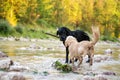 Two dogs playing with a stick in nature Royalty Free Stock Photo
