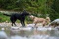 Two dogs playing with a stick Royalty Free Stock Photo