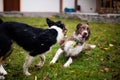 Two dogs playing together Royalty Free Stock Photo