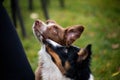 Two dogs playing together Royalty Free Stock Photo