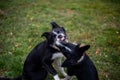 Two dogs playing together Royalty Free Stock Photo