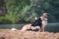 Two dogs are playing together in sand. Royalty Free Stock Photo