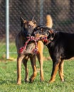 Two dogs playing together sharing one rope toy at dog park Royalty Free Stock Photo