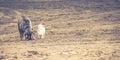 Two Dogs playing together on a soft sand beach Royalty Free Stock Photo