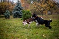 Two dogs playing together Royalty Free Stock Photo