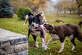 Two dogs playing together Royalty Free Stock Photo