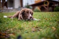 Two dogs playing together Royalty Free Stock Photo