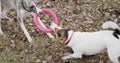 Two dogs playing with toy