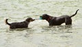 Two dogs playing tug-o-war in the ocean Royalty Free Stock Photo