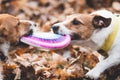 Two dogs playing tug war with disk on brown leaves Royalty Free Stock Photo