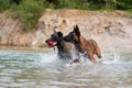 Two dogs playing in the water Royalty Free Stock Photo