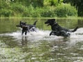 Two Dogs Playing in Water Royalty Free Stock Photo