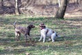 two dogs playing with wooden stick Royalty Free Stock Photo