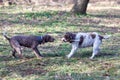 two dogs playing with wooden stick in the park Royalty Free Stock Photo