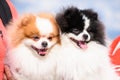 Two dogs of the Pomeranian breed are sitting on the hands of the owner