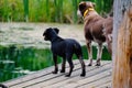 Two dogs on pond dock Royalty Free Stock Photo