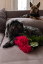 Two dogs portrait, adorable cairn terrier lying down on couch with red roses. Small fluffy dog in flowers at home
