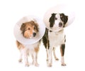 Two dogs and protective collar