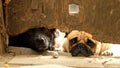 Two dogs pug looking out from under the old fence. Royalty Free Stock Photo