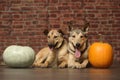 Two dogs with pumpkin Royalty Free Stock Photo