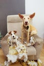 Two dogs puppies caught red-handed after bite and chewing a sofa and couldn`t hide their guilt Royalty Free Stock Photo