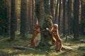Two dogs put their paws on a tree in the forest. Hungarian Vizsla and Tolling Retriever