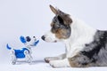 Two dogs, real corgi and electronic interactive puppy toy look to each other. Royalty Free Stock Photo