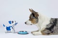 Two dogs, real one corgi and electronic interactive puppy toy look to each other in front of empty pet bowl. Royalty Free Stock Photo