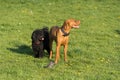 Rest after long running and playing in the green meadow of two dogs - poodle and Hungarian pointer