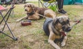 Dogs in a camping day Royalty Free Stock Photo