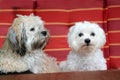 Two dogs resting on a garden chair