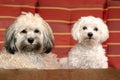 Two dogs resting on a garden chair