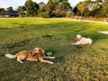 Two dogs resting on the grass ground in a park