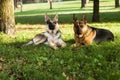 Two dogs Royalty Free Stock Photo