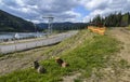 Two dogs resting near Lake of Youth in popular Bukovel ski resort in summer. Carpathians Royalty Free Stock Photo