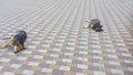 two Dogs resting on patterned pavement, lying on back in a relaxed position. Royalty Free Stock Photo