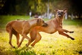 Two dogs ridgeback playing