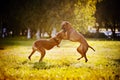 Two dogs ridgeback playing