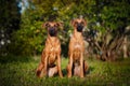 Two Dogs Ridgeback sitting on the grass