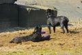 Two dogs Rottweiler in the water by the sea playing Royalty Free Stock Photo