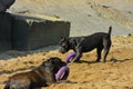 Two dogs Rottweiler in the water by the sea playing with a toy Royalty Free Stock Photo