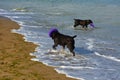 Two dogs Rottweiler in the water by the sea playing Royalty Free Stock Photo