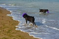 Two dogs Rottweiler in the water by the sea playing Royalty Free Stock Photo