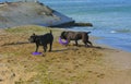 Two dogs Rottweiler in the water by the sea playing with a toy i Royalty Free Stock Photo