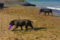 Two dogs Rottweiler in the water by the sea playing with a toy i Royalty Free Stock Photo