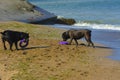 Two dogs Rottweiler in the water by the sea playing with a toy i Royalty Free Stock Photo