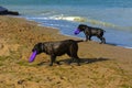 Two dogs Rottweiler in the water by the sea playing with a toy Royalty Free Stock Photo