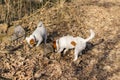 two dogs rummage in the ground, looking for something under tree trunks.