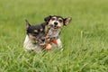 Two dogs run and play with a ball in a meadow. A young cute Jack Russell Terrier puppy with her bitch Royalty Free Stock Photo